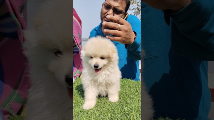 Cute Culture Pom ❣️🔥| Galiff Street Pet Market | Serampore dog market #dog #shorts #pets #viral