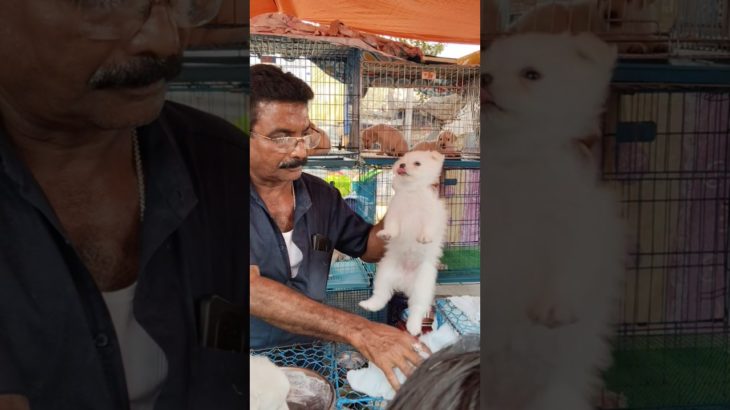 Cute German Spitz ❣️🔥| Galiff Street Pet Market kolkata in Low price #dog #shorts #germanspitz
