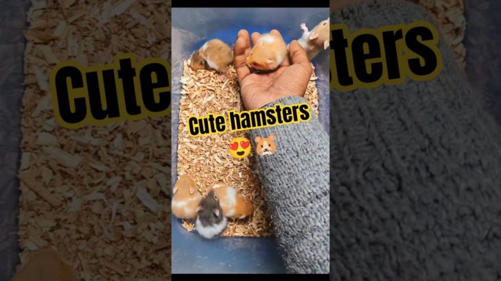 Cute Hamster Baby 🐹 | So Adorable 😍best pocket friendly pet #Shorts #hamster #cutepets #viral #pets