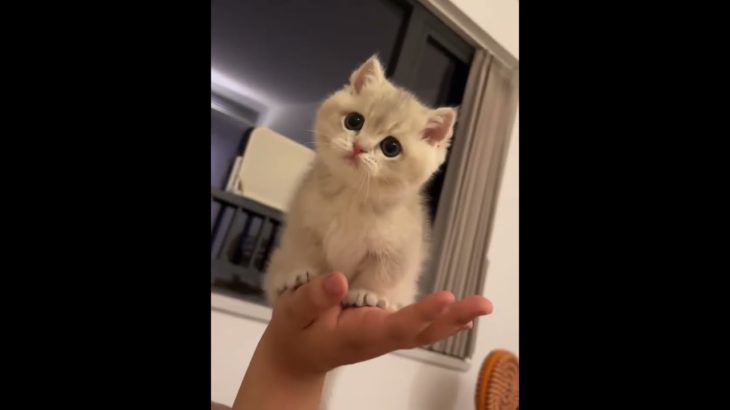 Cute pet wung#shorts #cat