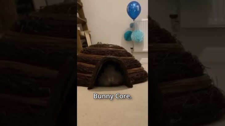 Cuteness Overload… 🐰 #bunny #rabbit #cute #pet #petlife #core #shorts