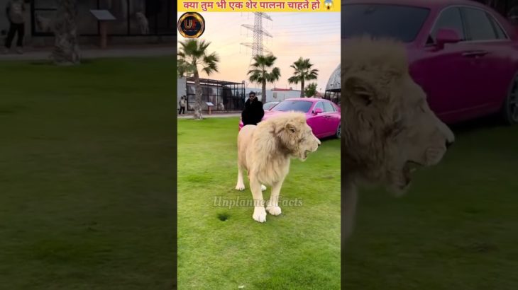 Do You Want To Have A Pet Lion #shorts #facts #lion #unplannedfacts #sher