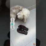 Educador Pet Bite Stop Pet Clean 🐾 Pare as Mordidas do Seu Cão #petshop #cães #higienepet