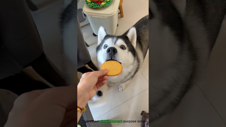 “मेरे पालतू बच्चों की बिस्किट पार्टी 🐦❤️ | Emotional Pet Feeding Routine#shorts