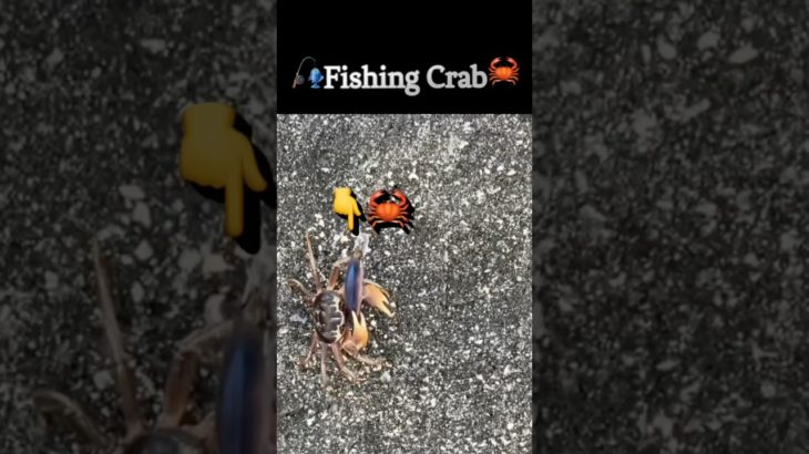 🦀カニ釣り🎣Fishing Crab #fishing#crab