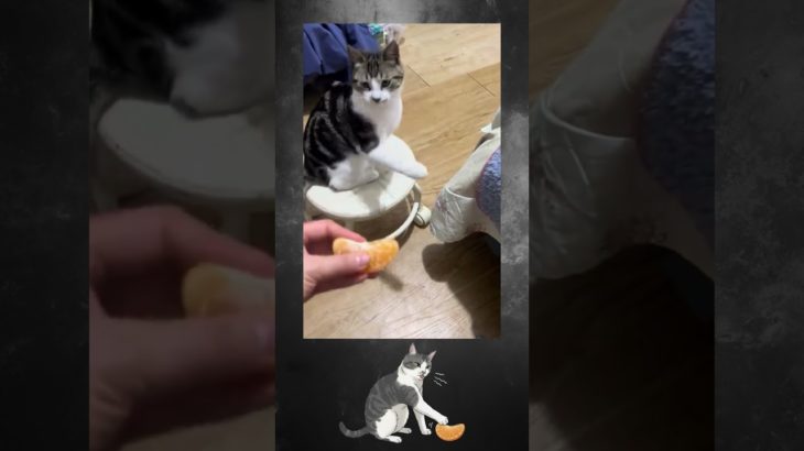 Funny Cats #cats #pet #funnyvideo #memes