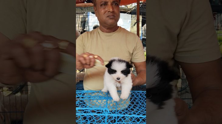 Galiff Street Pet Market kolkata ❣️🔥|in Low price #dog #shorts #pets #viral #germanspitz