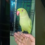 Good night Mithu Ji #Pet PARROT #shorts