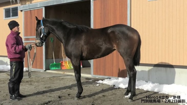 Hero14(牝2歳  インカンテーションxローマンビューティ)の立ち・歩様