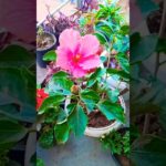 Hibiscus🌺|गुड़हल #hibiscus #flowers #homegardening #motivation #nature #love #plants #beauty #edit 🌺