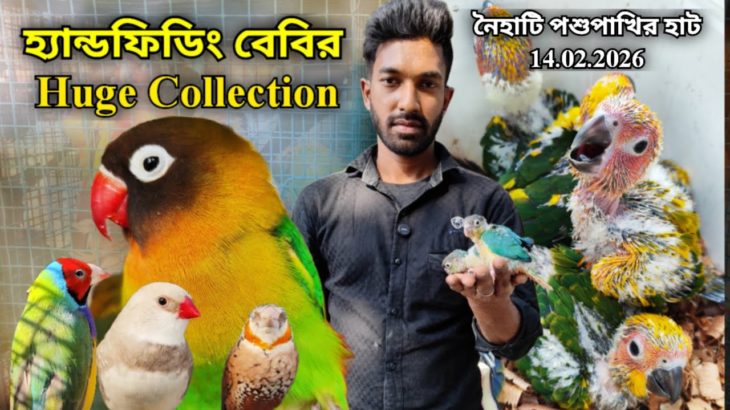 ।।হ্যান্ডফিডিং বেবির Huge Collection।।Part -1।।Naihati Pet Market✨।।Recent Price of Exotic Birds।।