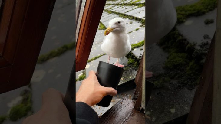 I Can Read My Pet Seagulls Thoughts…