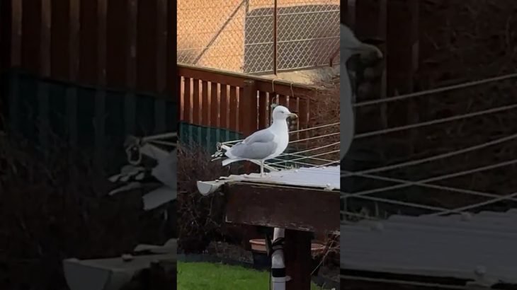I Caught My Pet Seagull Cheating On Me!… Again!