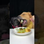 I Cooked First, Thought Later. Golden and Labrador. Cute Pet Debut Plan