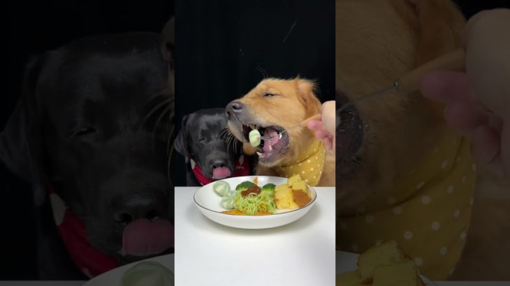 I Cooked First, Thought Later. Golden and Labrador. Cute Pet Debut Plan