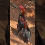 I LOVE ANIMALS#chicken#desihen#ayamkampung#asselmurga#vietnamese#rooster#xuhướng#shamo#pet