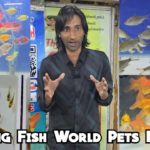 King’s Fish World Pet’s Hub Hyderabad | Colourful Fishes | Fish Food | Aquarium| Hyderabad