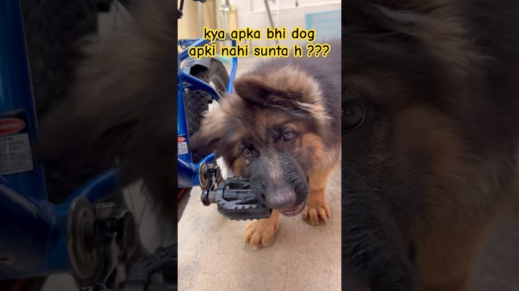 Kya Aapka Pet Bhi Aapki Nahi Sunta? 😭🐾 |Pet Owners Can Relate 😂 #shorts #shortsfeed #viral #funny