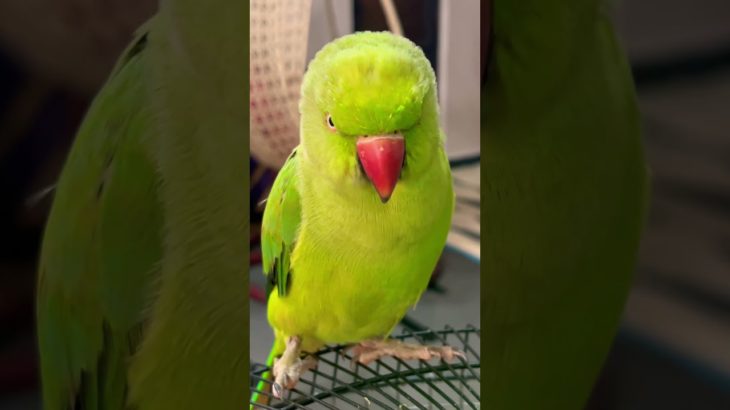 Mithu Kaise Baitha Hai #shortvideo #parrot #youtubeshorts #funny #pet #birds #subscribe #angry #cute
