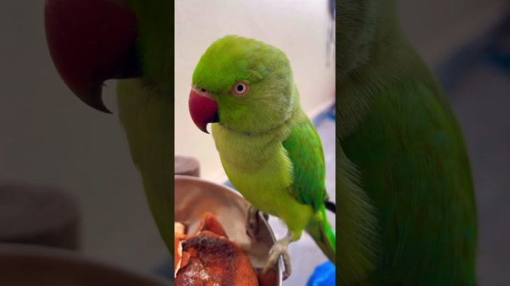 Mithu Tumhara Video Ban Rah #pet #viral #parrot #birds #shortvideo #youtubeshorts #talkingparrot #yt