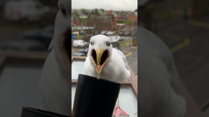 My Pet Seagulls LOST His Winter Feathers!!