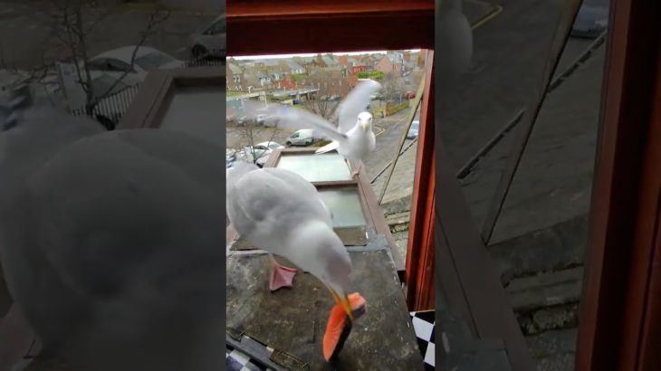 My Pet Seagulls Lover Keeps Trying To Steal His Salmon…