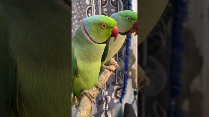 My super talkative and playful pet birds #talkingparot #talkinganimal #talkinganimal #birds