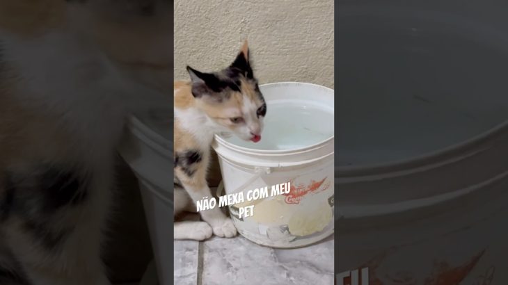Não mexa com meu Pet #shorts #gatos #pets