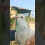 👷👍 New White Pigeons Confuse #pigeonlover #kalapati #pet #pigeon #shorts #minivlog #2026