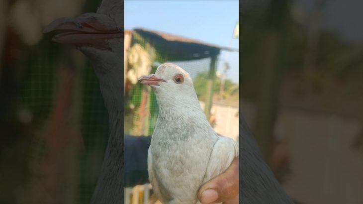 👷👍 New White Pigeons Confuse #pigeonlover #kalapati #pet #pigeon #shorts #minivlog #2026