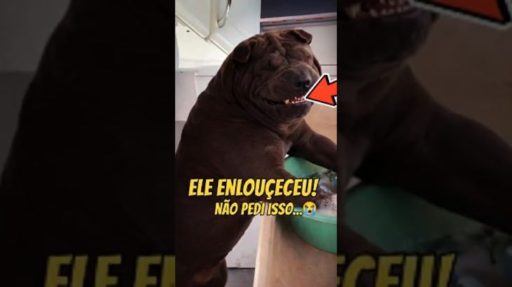 O sonho de todo dono de pet virou realidade! 😱🧺 #shorts #humor