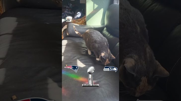 Our Pet’s Super Bowl Prediction! #nfl #superbowl