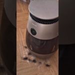 Pet Air Purifier – Dreame