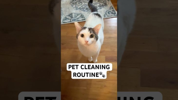 Pet Cleaning Routine