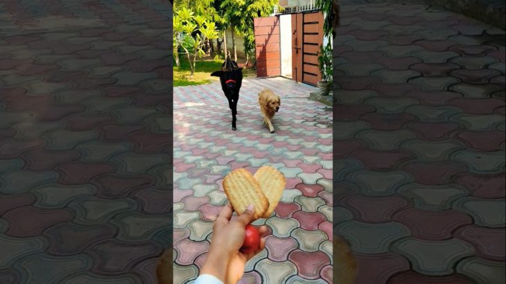 Pet ❤️ Friends: Calf & Golden Retriever Share a Bread! 🐮🐶 #shorts #animalfriendship #goldenretriever