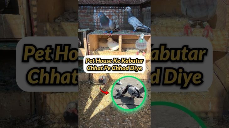 Pet House Wale Kabutar Chhat Pe Chhod Diye 🕊️😍 #shorts #kabutarbazi #petvlog #petswithbalaji