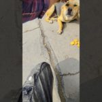 Pet Inka Bi Hai Bhuk Inko Bi Lagta Hai 😢😢 #shorts #ytshorts #youtubeshorts #shortvideo #shortsfeed