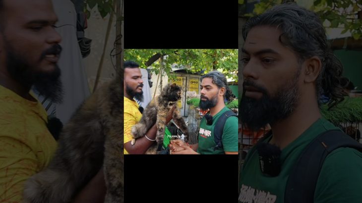 Pet Lovers Must Visit This Market 🐶 | Broadway Pet Market 2026 #prankbabu #pets #shorts #2026