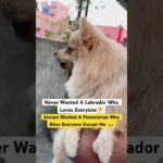 Pet Parents Of Pomeranian Can definitely relate 🤭🤭 #shortsfeed #trendingshorts #pomeranian #viral