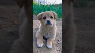Pet 🐕👍 #dogshorts #doglove #doglife #shorts