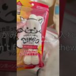 ペットホテルの準備、レッツゴー🌟 🐶Preparing for a pet hotel in Japan 🌟🐶　#いぬ #サモエド #ポメラニアン #samoyed #pomeranian