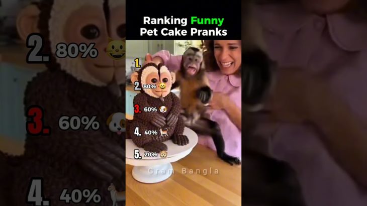 Ranking Pet Cake Pranks (Part 2) 🎂🐶😂  #funny #hilariousfails