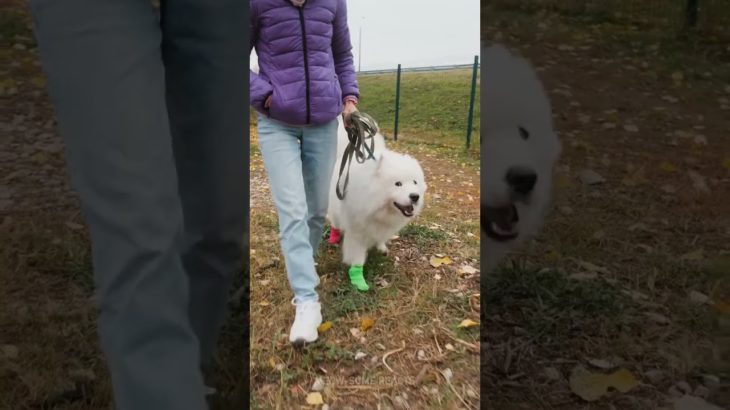 Revolutionary Pet Hacks and Gadgets to Make Life Easier! 🐶 #OnlyInAmerica #USLife