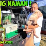 SIGURADO MADAMI PANG SUSUNOD! BOCAUE PET MARKET PART 1! 02/13/26