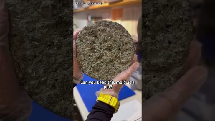 🇺🇸SciWorthyCan you keep this mold as a pet!#popular #usa #Science #mold