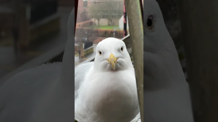 Sheltering My Pet Seagull From The Rainstorm!