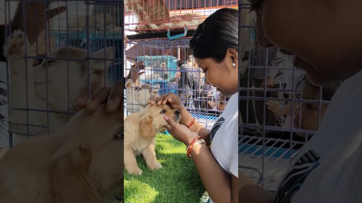 So Cute ❣️🔥| Galiff Street Pet Market | serampore pet market #dog #shorts #pets #goldenretriever
