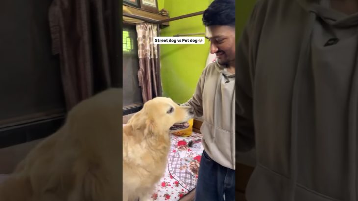 Street Dog Vs Pet Dog #shorts