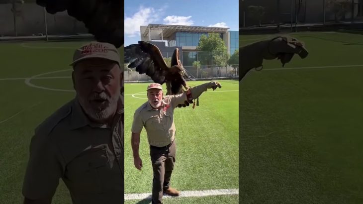 The Best Way to Train a Pet Eagle 🦅 #zonetv #facts #shorts