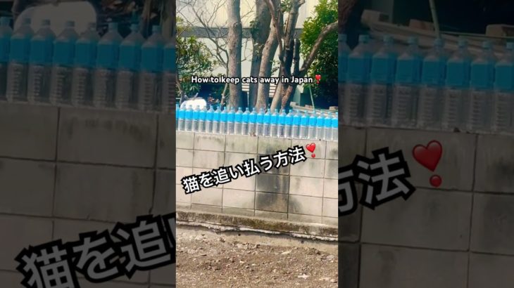 日本の「猫除けペットボトル」：キラキラ光る無意味な要塞The Great Japanese Pet Bottle Barrier: A Sparkling Fortress of Futility